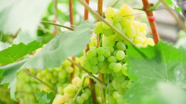 Growing Green Grapes Close Fertile Vineyard Good Grapes High Quality — Stock Video