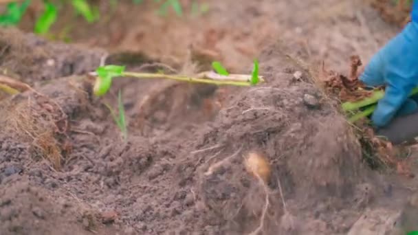 Patates Kökü Topraktan Yavaş Çekimde Çıkarılıyor Yüksek Kaliteli Fullhd Görüntüler — Stok video