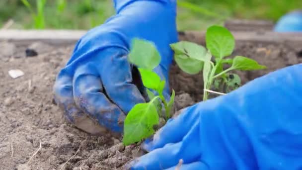 Mladé Paprikové Sazenice Jsou Vysázeny Zahradě Zblízka Vysoce Kvalitní Záběry — Stock video