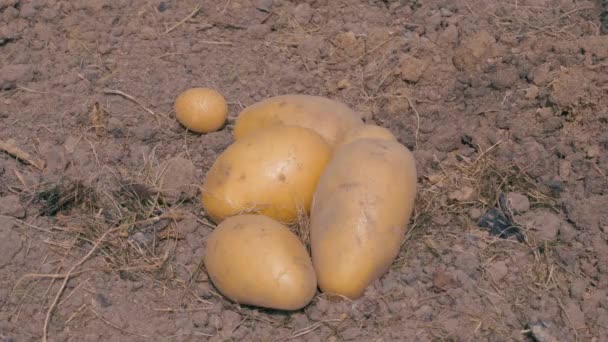 Graaf Mooie Gele Aardappelen Bodem Van Een Moestuin Bij Zonnig — Stockvideo