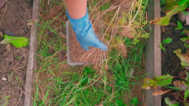 ゴム製手袋の手はディル種子を分離するために乾燥したディル花序を引きます 高品質のフルHd映像 — ストック動画