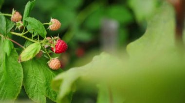 Olgun kırmızı ahududular yakından toplanıyor. Yüksek kalite 4k görüntü