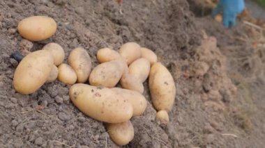 Bahçe yatağından cömert patates hasadı. Hasat süreci, ön planda sarı patates dağı. Yüksek kalite 4k görüntü