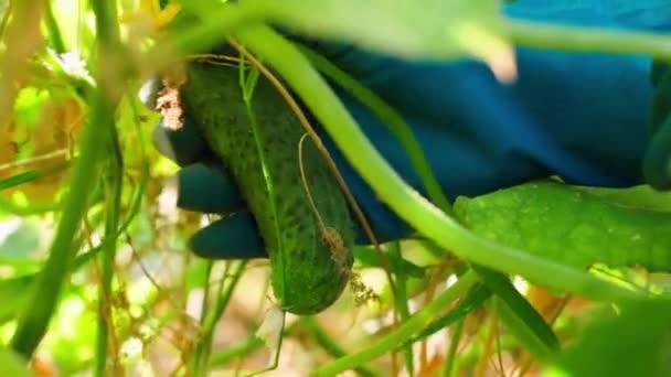 Harvesting Cucumbers Close Slow Motion Hands Blue Rubber Gloves Pick — Stock Video
