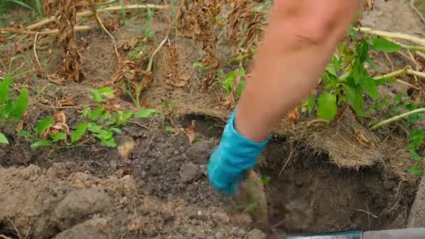 戴着橡胶手套的女人在花园里摘土豆 高质量的4K镜头 — 图库视频影像