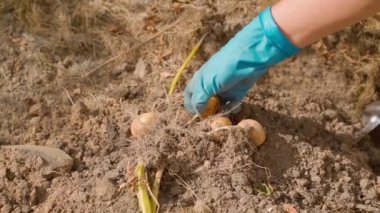 Eldivenli bir el patatesi kökünden koparır, yavaş çekimde. Bahçede hasat mevsiminde güneşli bir yaz günü. Yüksek kaliteli FullHD görüntüler