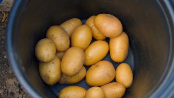 Cosechando Patatas Naranja Una Mano Guante Goma Azul Pone Hermosas — Vídeo de stock