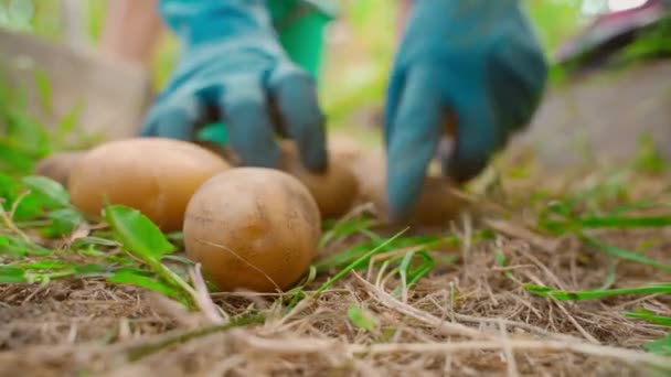 Урожай Картофеля Выложен Ведро Крупным Планом Руки Женщины Перчатках Собирают — стоковое видео