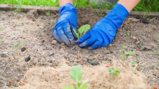 雌性手戴着橡胶手套 在蔬菜园床的土壤中种植一株白菜芽 高质量的4K镜头 — 图库视频影像