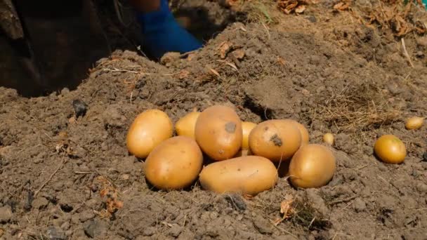 Mâinile Mănuși Cauciuc Găsesc Rădăcini Albe Cartofi Solul Unei Grădini — Videoclip de stoc