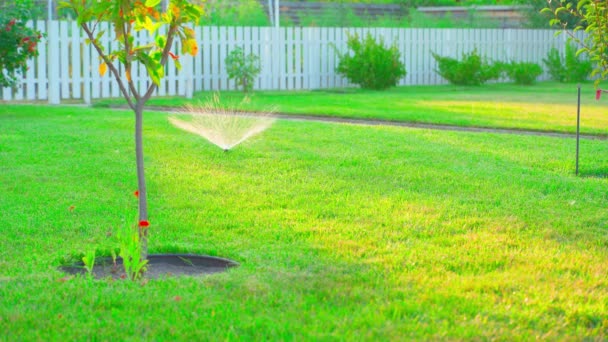 引き出し可能なスプリンクラーがオンになり 夜の夏の庭に水を入れます プライベートマニキュアの芝生に夏の日没 芝生を眺めている カットグラスの自動配水開始 高品質の4K映像 — ストック動画