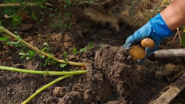 Récolte Des Premières Pommes Terre Précoces Dans Jardin Gros Plan — Video