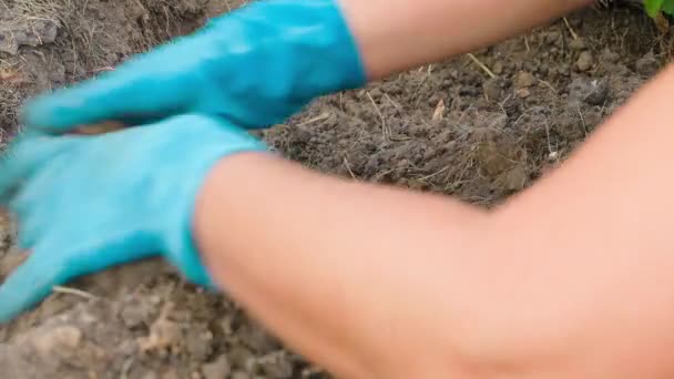 雌性手戴蓝色橡胶手套 在蔬菜园的床中捏碎厚厚的泥土 在家庭花园工作是日常生活中的一种消遣 高质量的4K镜头 — 图库视频影像