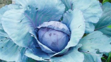 Ev bahçesinde büyüyen mavi lahana, yakın plan. Yavaş çekim hareketi. Yüksek kaliteli FullHD görüntüler