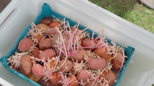 発芽したジャガイモは植える準備ができており 病気や害虫に対する消毒剤に浸されます 高品質のフルHd映像 — ストック動画