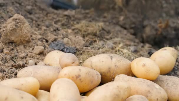 シャベルクローズアップで白いジャガイモを掘るシーズン 高品質の4K映像 — ストック動画