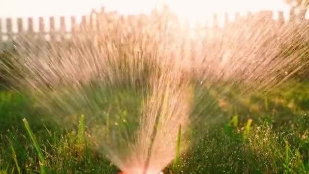 Spraya Vatten Med Sprinkler Gräsmattan Närbild Vattnar Gräset Vatten Motljus — Stockvideo