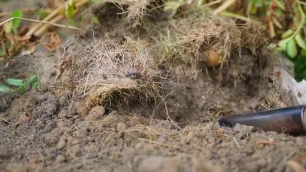 ガーデン土壌からジャガイモをシャベルで掘り ゴム製手袋で根菜を取り出します 高品質のフルHd映像 — ストック動画