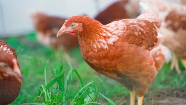 Young Laying Hens Lohmann Brown Breed Orange Color Pecking Green — Stock Video
