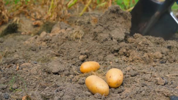 Três Batatas Ficam Bem Perto Fundo Uma Cavando Chão Colheita — Vídeo de Stock