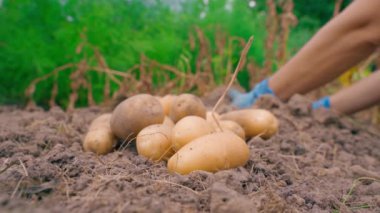 Bahçede mevsimlik işler, yakın plan patates hasadı. Sebze bahçesi yatağında bir yığın sarı patates yatıyor. Yüksek kalite 4k görüntü