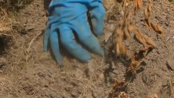 Een Hand Een Rubberen Handschoen Haalt Een Aardappel Uit Grond — Stockvideo