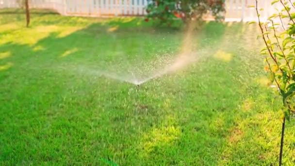 作り付けの芝生スプリンクラーは 快適な夏の夕方に芝生を水やりする 日没時の芝生噴霧のタイムラプス映像 高品質のフルHd映像 — ストック動画