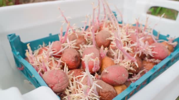 Batatas Vermelhas Com Raízes Germinadas Desinfetante Líquido Antes Plantio Imagens — Vídeo de Stock