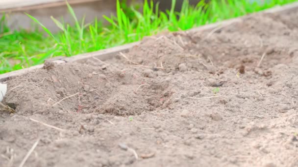 Νέοι Σπόροι Πιπεριού Τοποθετούνται Τρύπες Προετοιμασμένες Στο Έδαφος Του Κήπου — Αρχείο Βίντεο