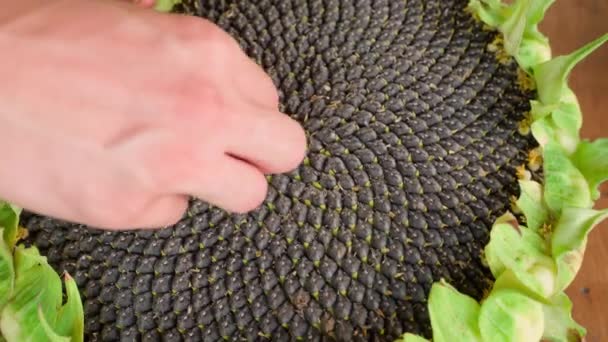 해바라기 수확의 해바라기에서 뽑아냅니다 고품질 — 비디오
