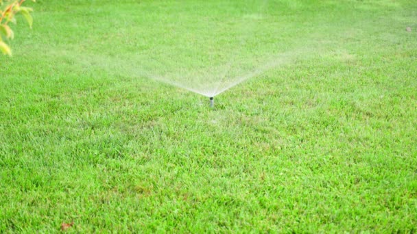 Der Rasen Eingebaute Sprinkler Versteckt Sich Gras Nachdem Die Bewässerung — Stockvideo