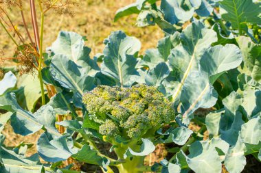 Çiftlikte taze brokoli, yakın plan.