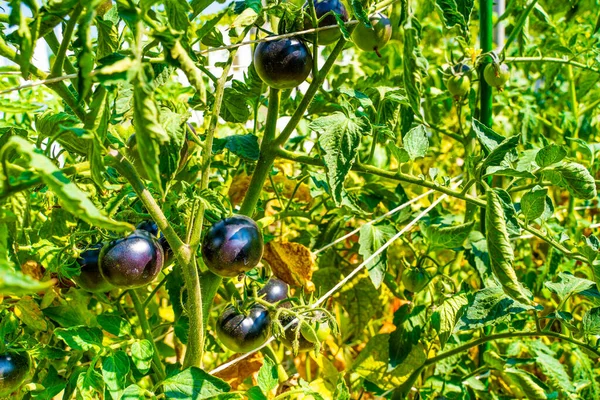 American blue tomatoes growing in a vegetable garden on a summer sunny day