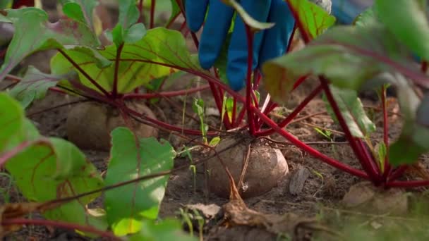 一只手戴着橡胶手套 从蔬菜园床的泥土中取出一个红色的甜菜根 种植蔬菜的种植园 优质Fullhd影片 — 图库视频影像
