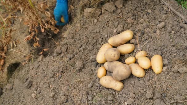 Der Prozess Der Kartoffelernte Garten Vor Dem Hintergrund Eines Haufens — Stockvideo
