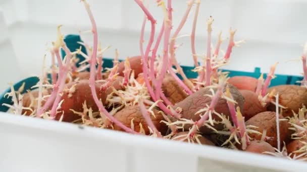 Πέρυσι Πατάτες Φυτρωμένες Ρίζες Από Κοντά Κόκκινοι Σπόροι Πατάτας Την — Αρχείο Βίντεο