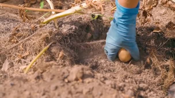 晴れた暑い夏の日 ゴム製グローブで女性が手を動かすと庭の土壌からジャガイモが収集されます 高品質のフルHd映像 — ストック動画
