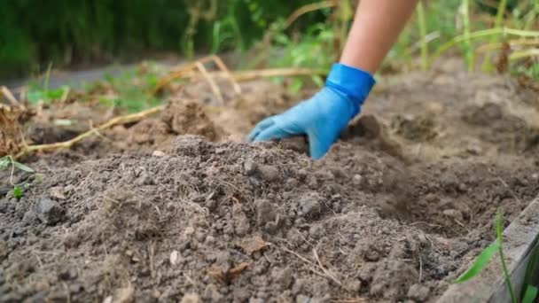Solo Jardim Após Colheita Batatas Solo Cama Vazio Depois Desenterrar — Vídeo de Stock