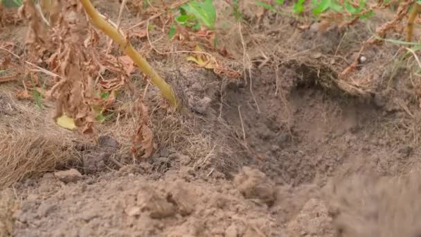 从自家花园手工采摘土豆 手戴手套的人在蔬菜园床的土壤中寻找白薯核 高质量的4K镜头 — 图库视频影像