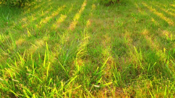 在浇水的时候 夕阳的阴影和光芒穿过绿色草坪上的篱笆 夏夜日落时 雨滴在草地上 高质量的4K镜头 — 图库视频影像