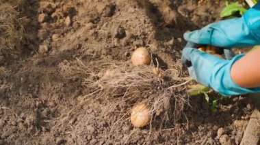 Mavi lastik eldivenli eller, güneşli bir yaz gününde bir ev bahçesinden ilk taze beyaz patates hasadını topluyor. Yüksek kaliteli FullHD görüntüler