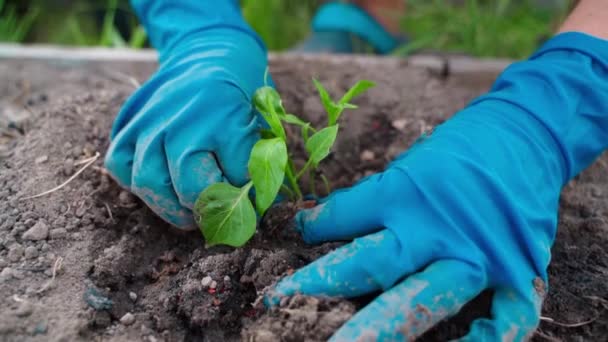 春に庭で働く ゴム手袋の女性の手 植物のペッパーの苗 高品質のフルHd映像 — ストック動画