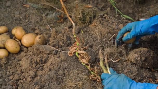 自家製の白いジャガイモを収穫する ウィメンズ手袋の手は根から根菜を引き裂き 山に投げました クローズアップ スローモーション 高品質のフルHd映像 — ストック動画