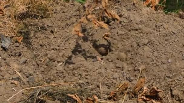 阳光灿烂的日子里 在蔬菜园里 用铲子挖土 手拿着橡胶手套收集黄色土豆 优质Fullhd影片 — 图库视频影像