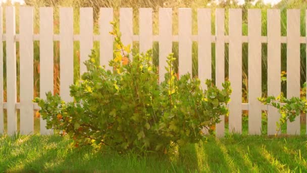 夕日には暖かい夏の夕方にグースベリーの茂みを育てて庭に水をかけます 高品質の4K映像 — ストック動画
