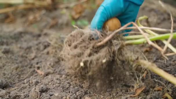 Secouer Racine Haut Pomme Terre Recherche Légume Racine Perdu Ralenti — Video
