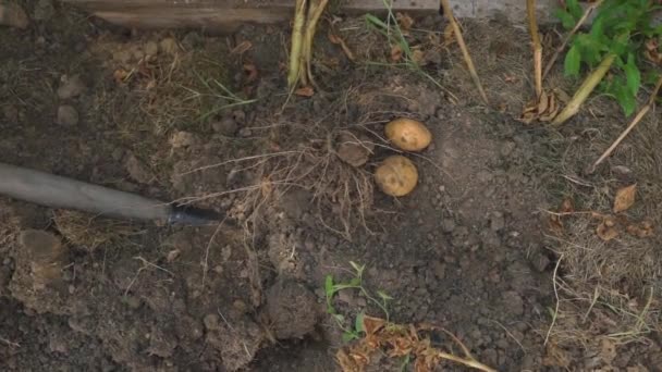 Het Proces Van Het Opgraven Van Aardappelen Tuin Bovenaanzicht Hoge — Stockvideo