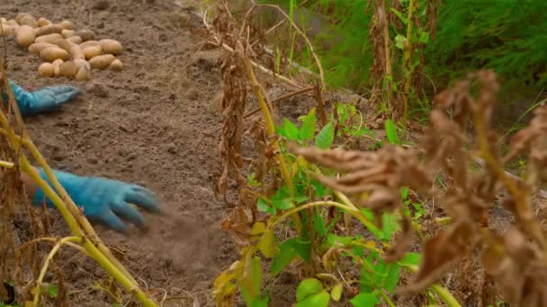 家の野菜の庭のベッドは ジャガイモを栽培しています バックグラウンドでの収穫の一部 手袋の女性の手は 真ん中にある野菜園の土壌を栽培しています 収穫と準備 — ストック動画