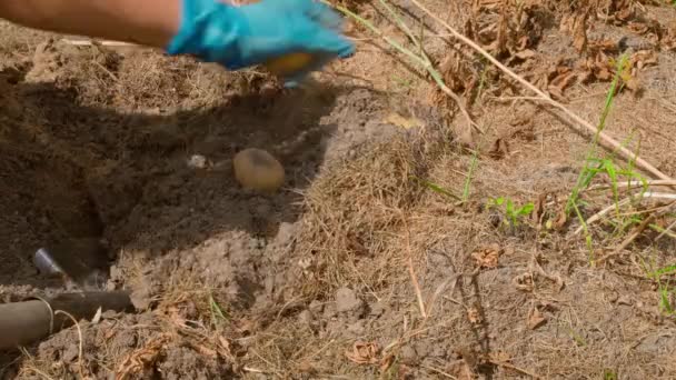 あなた自身の努力を使用して手で庭からジャガイモを掘るプロセス 晴れた夏の日に野菜園のベッドで黄色いジャガイモを収穫する女性の手 高品質の4K映像 — ストック動画