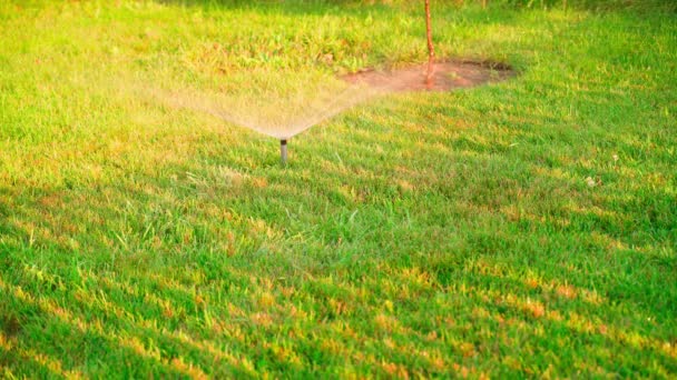 Газон Поливається Висувним Спринклером Тінями Встановленого Сонця Зеленій Траві Іригаційна — стокове відео